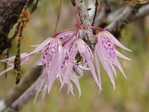 Plancia ëd Macroclinium lineare (Ames & C. Schweinf.) Dodson