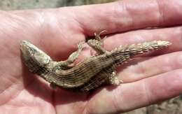 Image of Transvaal girdled lizard