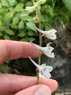 Delphinium carolinianum subsp. calciphilum M. J. Warnock的圖片