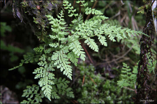 Image of Cystopteris sudetica A. Br. & Milde