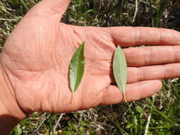 Image of diamondleaf willow