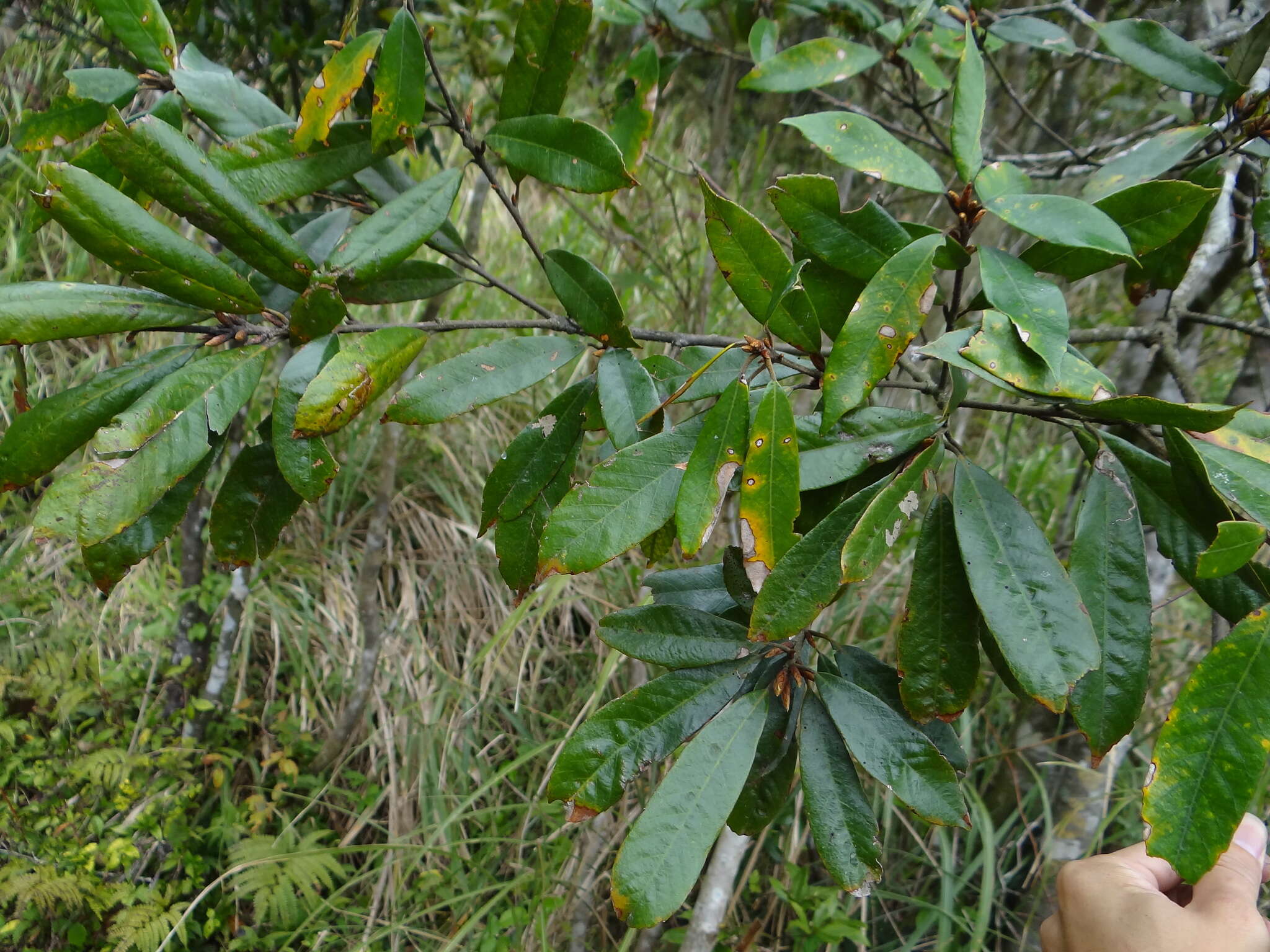 Image of red-bark oak