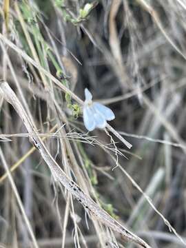 Image of Rhinacanthus xerophilus A. Meeuse