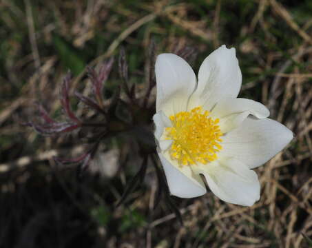 Image of Pulsatilla alpina subsp. schneebergensis D. M. Moser