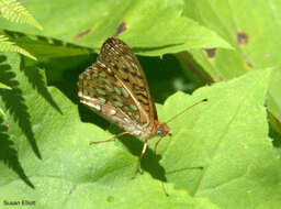 Image of Atlantis Fritillary