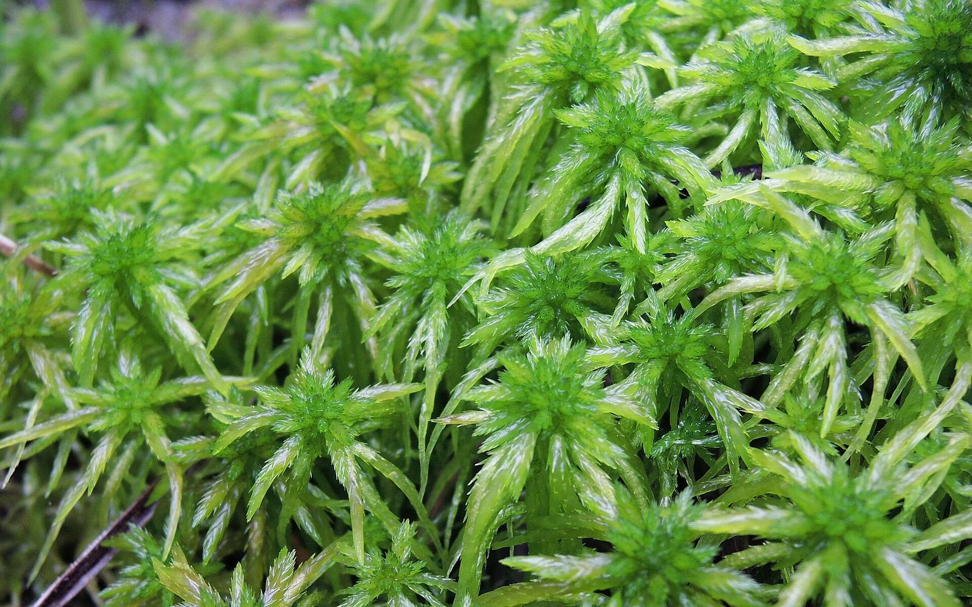 Sphagnum riparium Ångström 1864的圖片