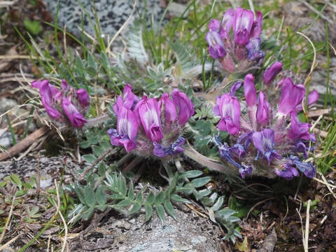 Plancia ëd Oxytropis halleri Koch