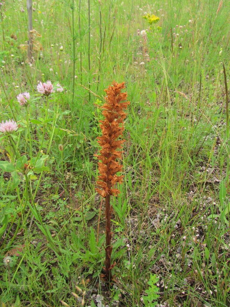 Imagem de Orobanche elatior Sutton