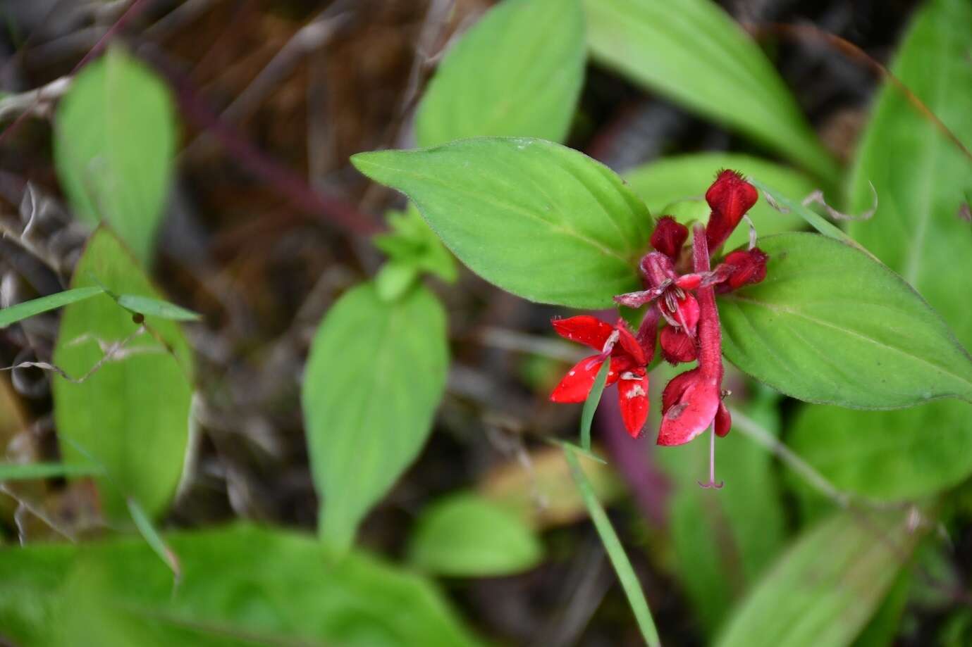 Image of Crusea coccinea DC.