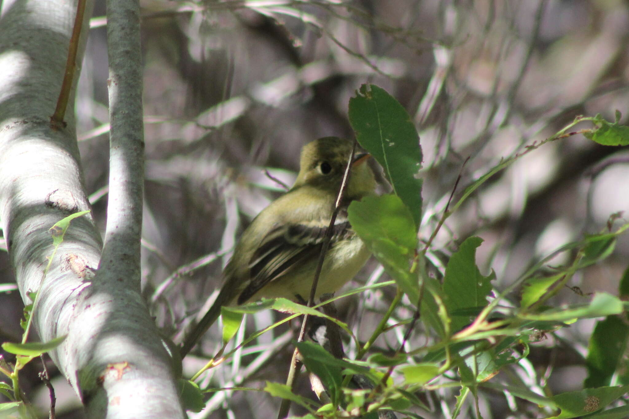 Empidonax difficilis Baird & SF 1858的圖片