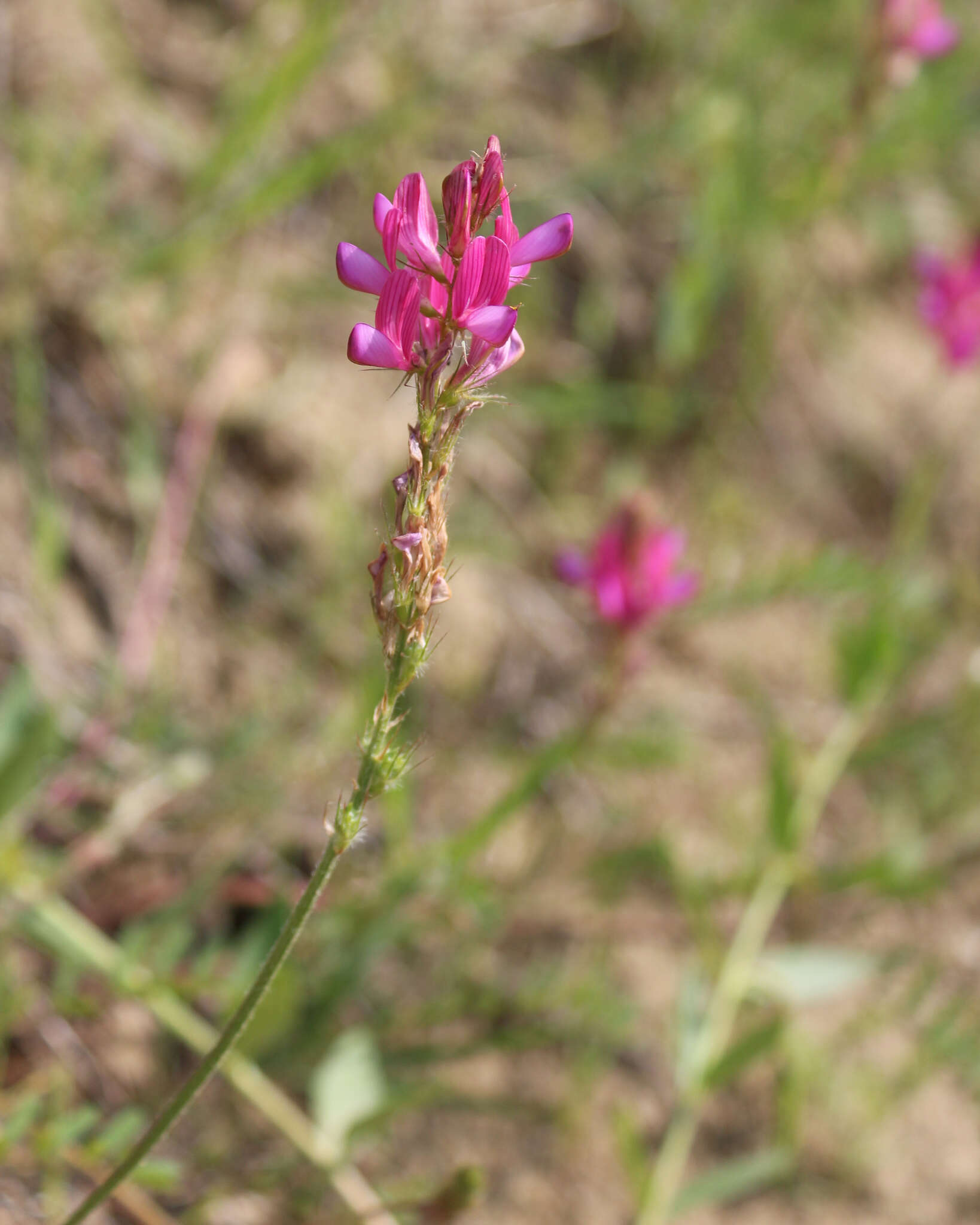 Onobrychis dielsii (Sirj.) Vassilcz.的圖片