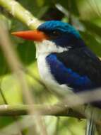 Image of Common Paradise Kingfisher