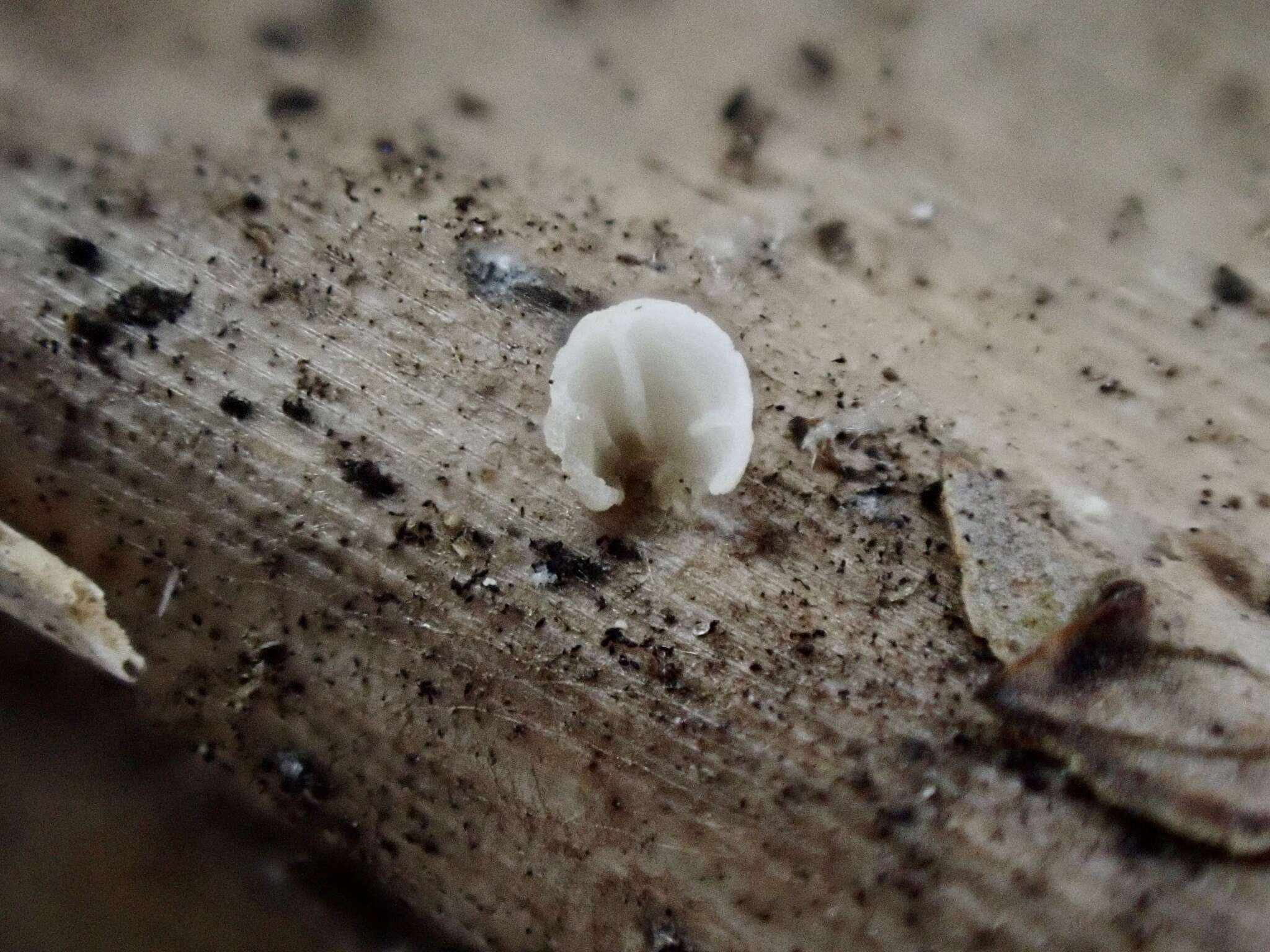 Image de Marasmius neosessilis Singer 1955