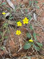 Слика од Goodenia glabra R. Br.