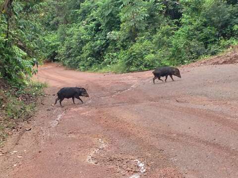 Image of white-lipped peccary