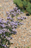 Image of Mediterranean sea lavender