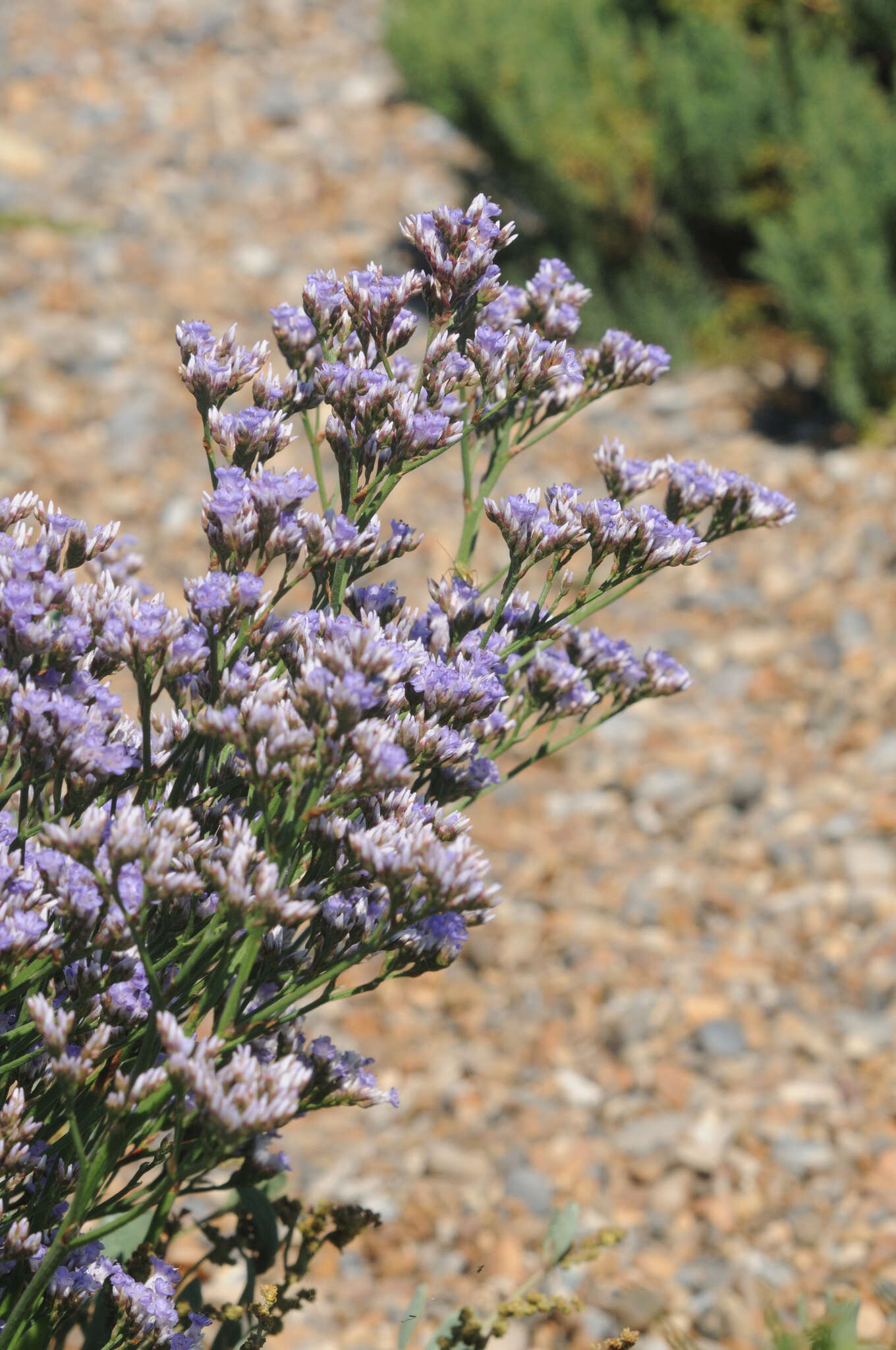 Image of Mediterranean sea lavender