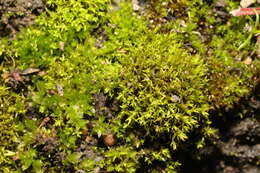 Image of barbula moss