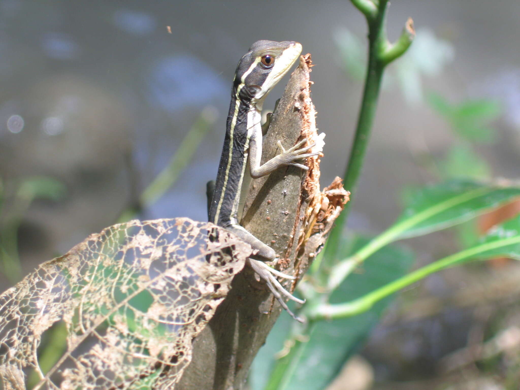 صورة Basiliscus vittatus Wiegmann 1828