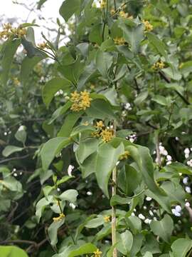 Image of Secamone parvifolia (Oliv.) Bullock