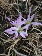 Image of Colchicum soboliferum (C. A. Mey.) Stef.