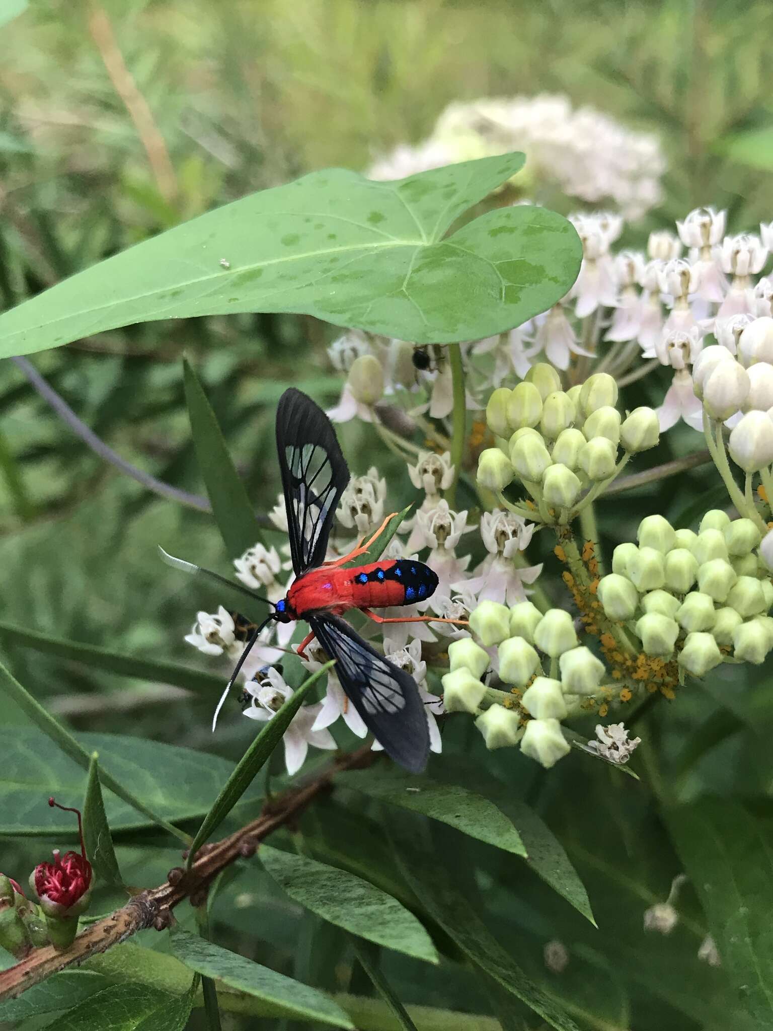 Слика од Cosmosoma myrodora Dyar 1907