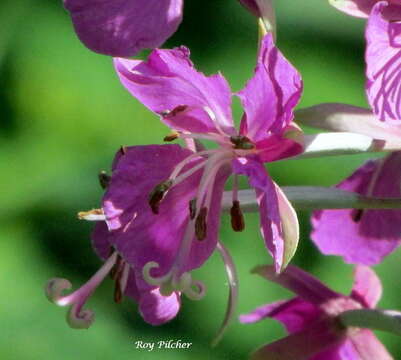 Image of Narrow-Leaf Fireweed