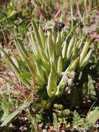 Image of Ferraria parva Goldblatt & J. C. Manning