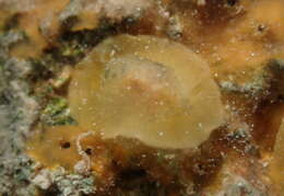 Image of Cariopsilla Ortea & Espinosa 2006