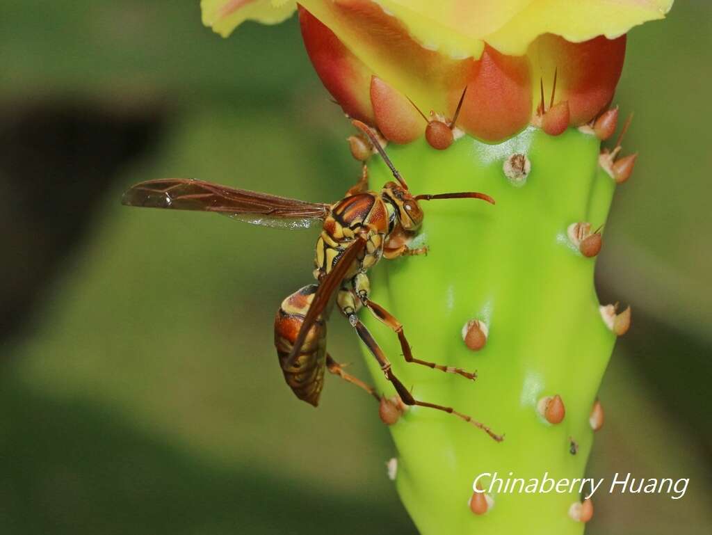 Image of Polistes japonicus formosanus N