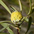 Image de Leucadendron cinereum (Sol. ex Aiton) R. Br.