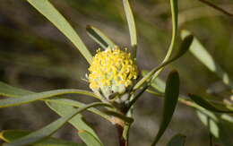 Image of Leucadendron cinereum (Sol. ex Aiton) R. Br.