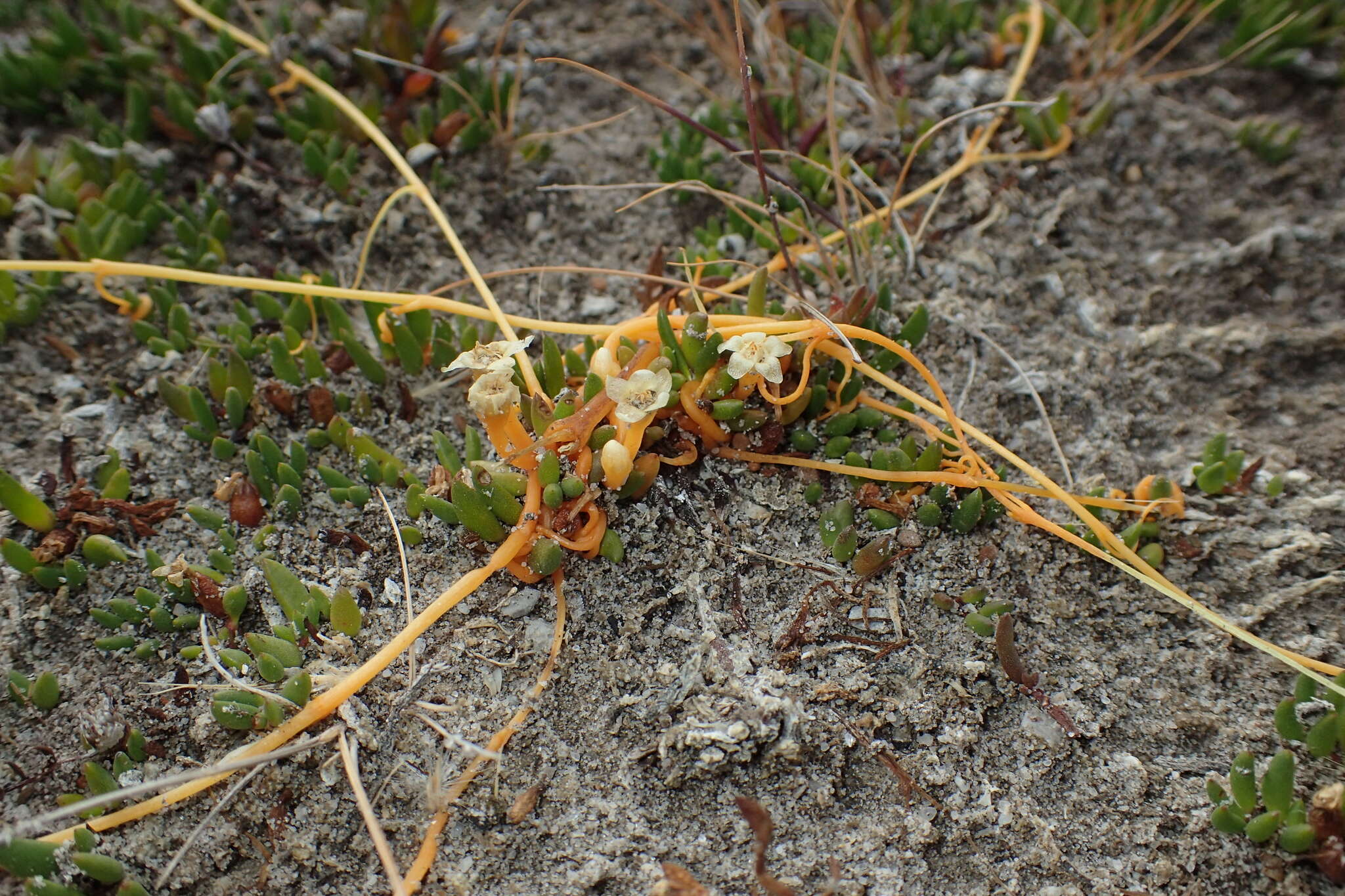 Image of Cuscuta tasmanica Engelm.