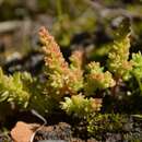 Image of Crassula campestris (Eckl. & Zeyh.) Endl. ex Walp.