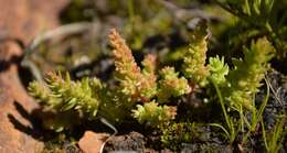 Image of Crassula campestris (Eckl. & Zeyh.) Endl. ex Walp.