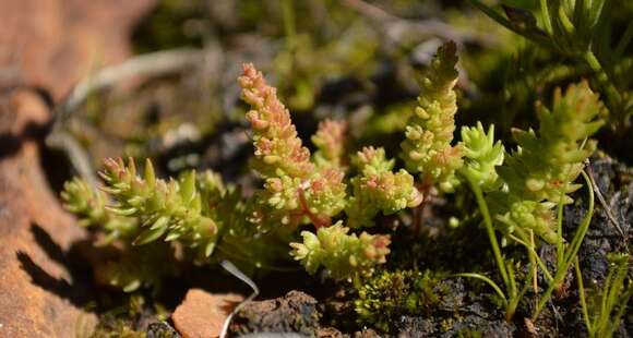 Image de Crassula campestris (Eckl. & Zeyh.) Endl. ex Walp.