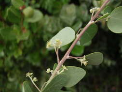 Image de Cissampelos capensis Thunb.