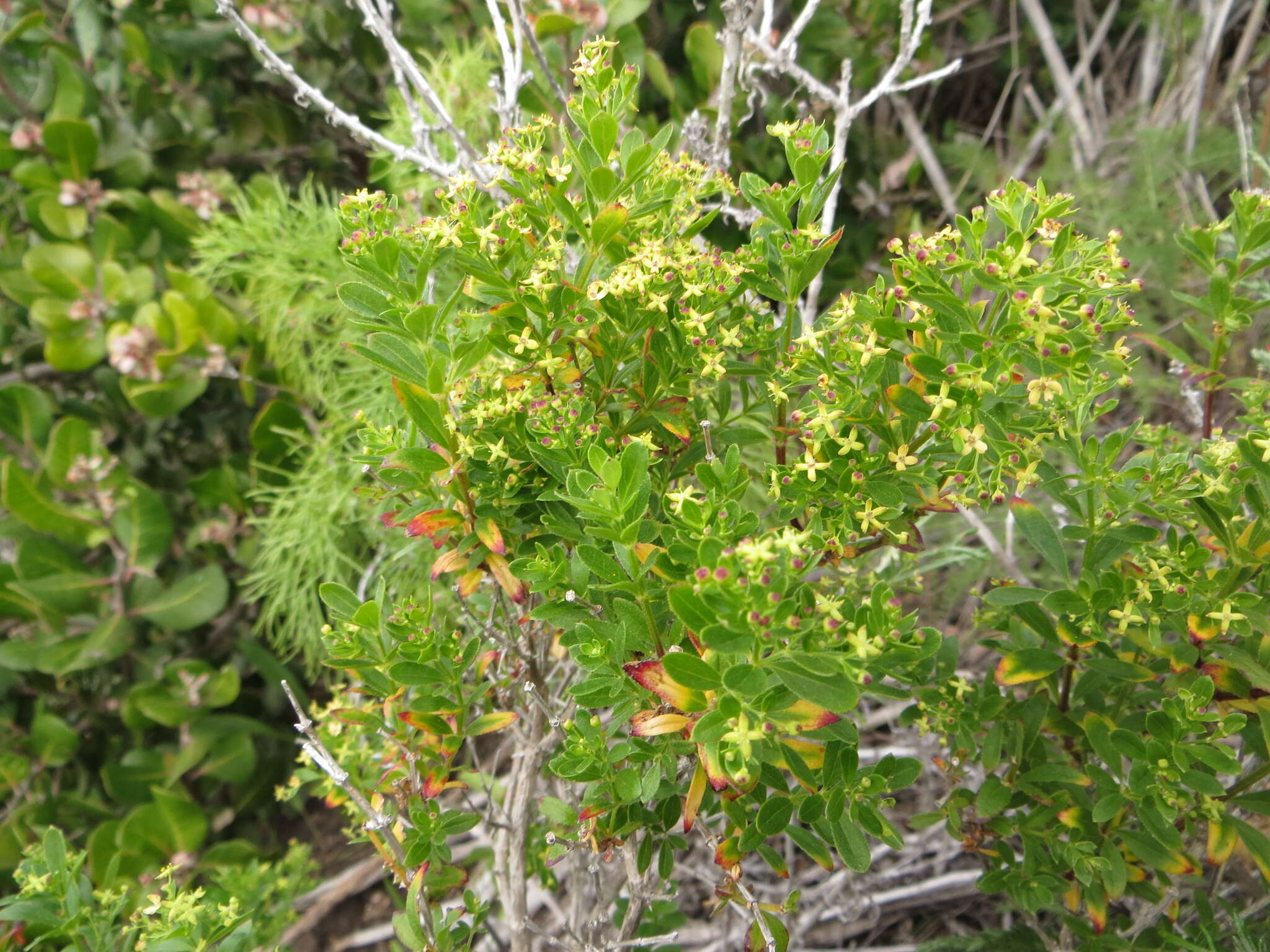 Image de Galium buxifolium Greene