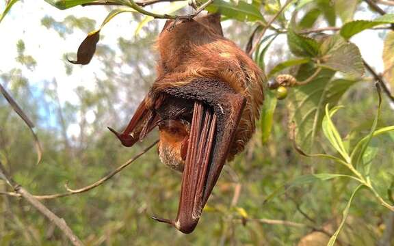 Image of Red Bat