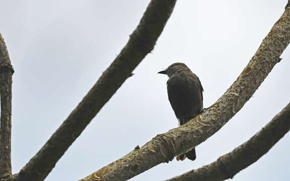 Image of Smoky Bush Tyrant