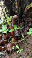 Arisaema murrayi var. sahyadricum (S. R. Yadav, K. S. Patil & Bachulkar) M. R. Almeida的圖片