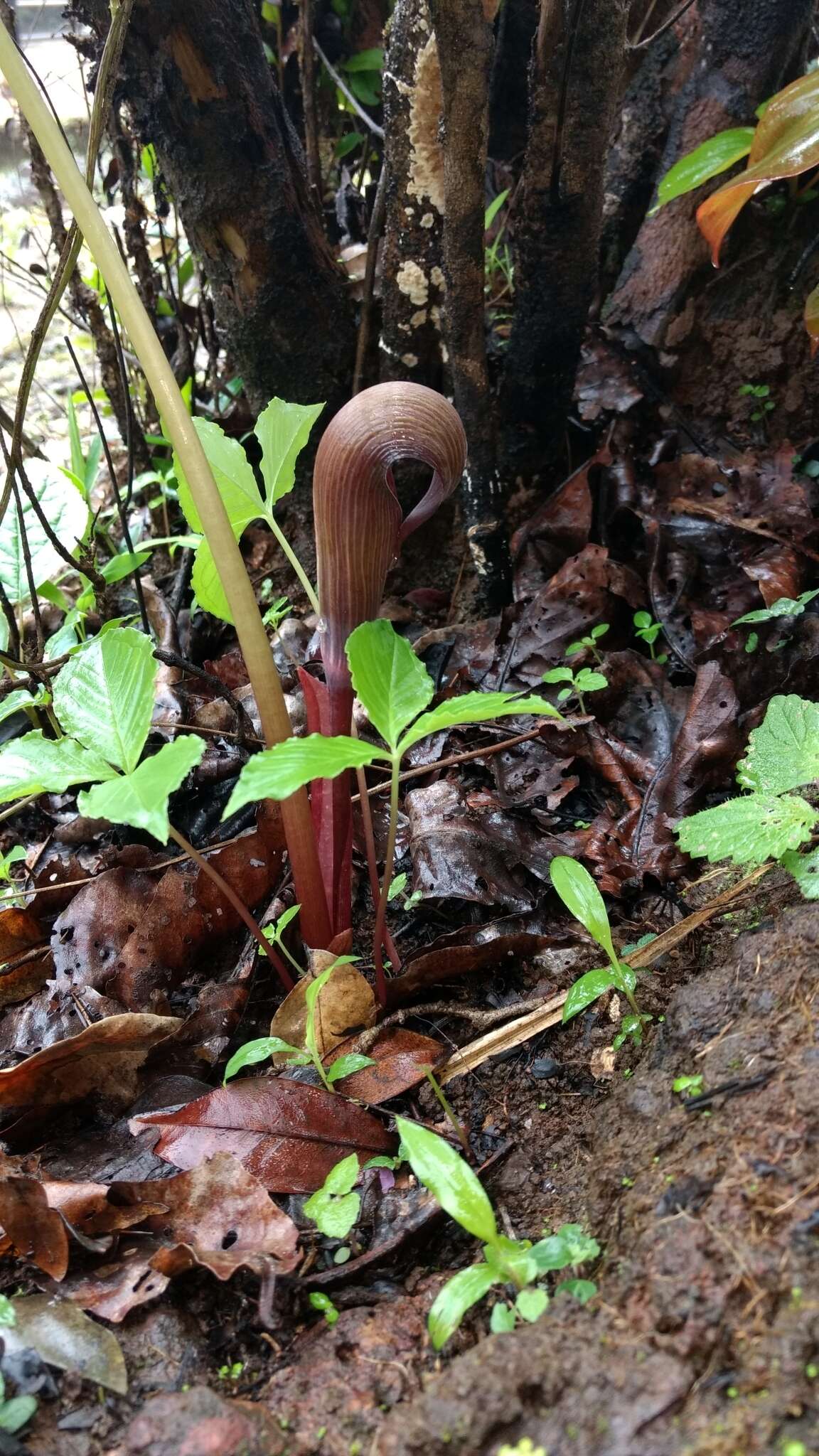 Arisaema murrayi var. sahyadricum (S. R. Yadav, K. S. Patil & Bachulkar) M. R. Almeida的圖片