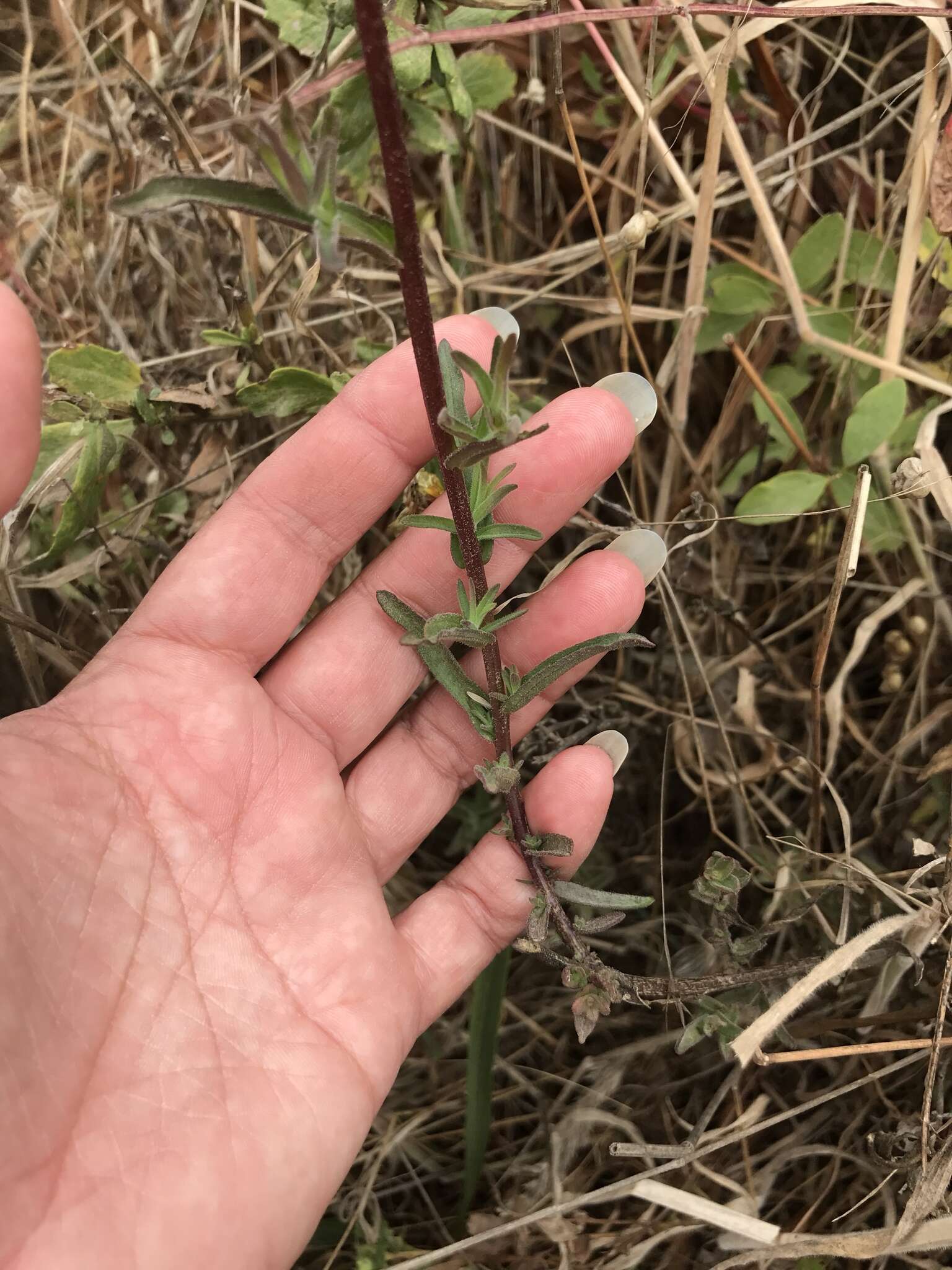 Image of longleaf Indian paintbrush