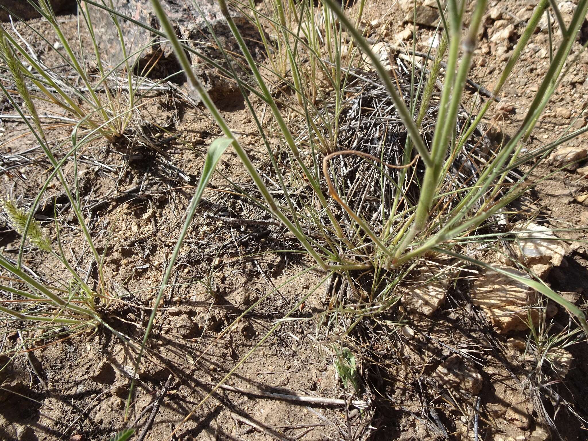 Image of soft feather pappusgrass