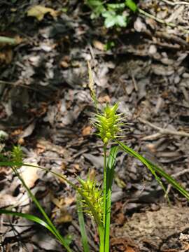 Image de Carex gigantea Rudge