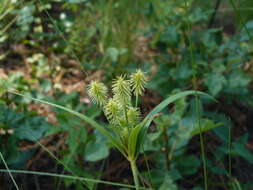 Imagem de Cyperus plukenetii Fernald