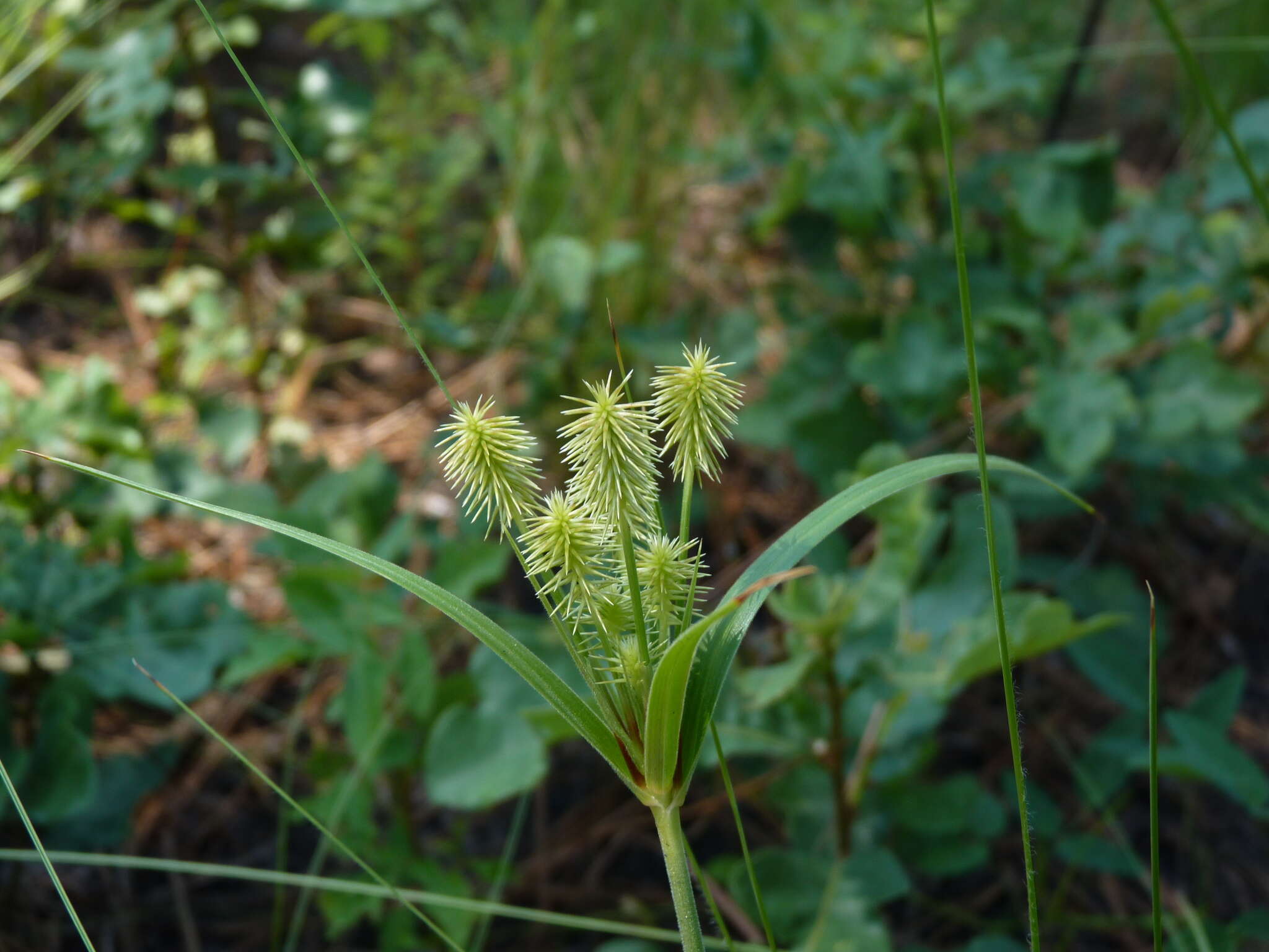 Imagem de Cyperus plukenetii Fernald