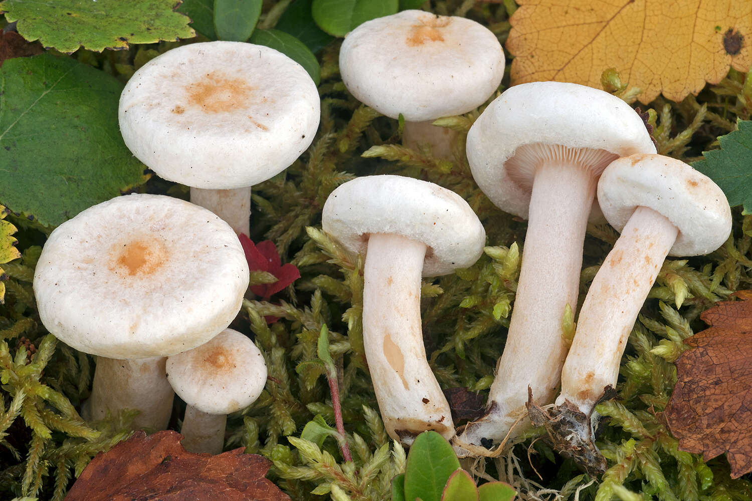 Image of Lactarius scoticus Berk. & Broome 1879