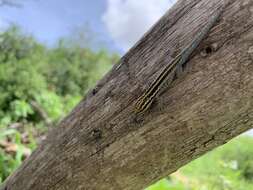 Image of Lygodactylus tsavoensis Malonza, Bauer, Granthon, Williams & Wojnowski 2019