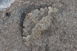 Image of Coenotephria ablutaria hangayi
